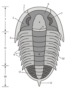 Trilobite anatomy sketch. Drawn by Muriel Gottrop
I – Cephalon, II – Thorax, III – Pygidium, 1 – Facial suture, 2 – Librigena (Free Cheek), 3 – Genal Spine, 4 – Glabella, 5 – Occipital ring, 6 – Fixigena, 7 – Eye, 8 – Axial lobe, 9 – Pleures, 10 – Dorsal line, 11 – Ornamentation, 12 – Posterior spine